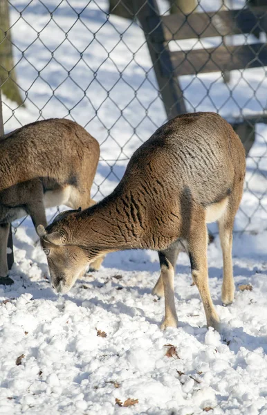Budakeszi Hayvanat Bahçesi Macaristan keçi.