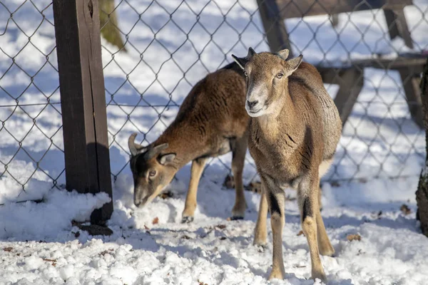 Budakeszi Hayvanat Bahçesi Macaristan keçi.