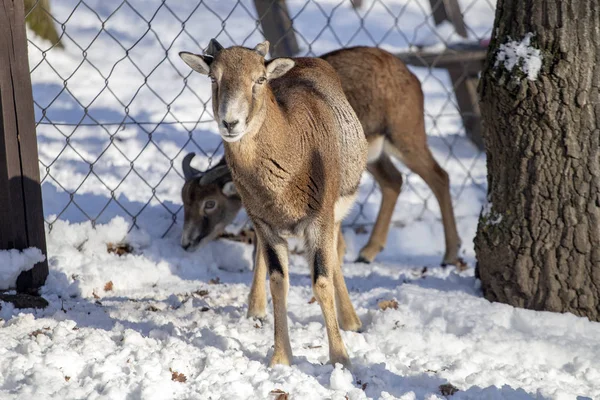 Budakeszi Hayvanat Bahçesi Macaristan keçi.