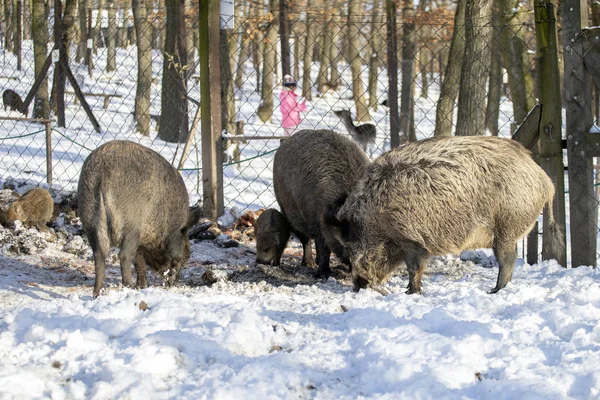 Wilde Zwijnen Dierentuin Budakeszi Hongarije — Stockfoto