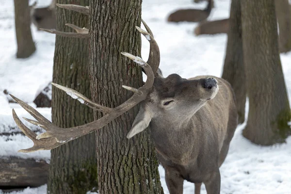 Macaristan'da Budakeszi Hayvanat Bahçesi'nde Batı karaca.