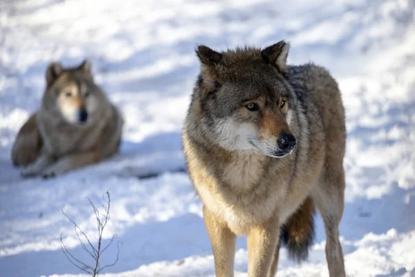 Wilk Europejski Zoo Budakeszi Węgry — Zdjęcie stockowe