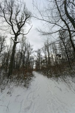 Kış orman Nagy-Szenas (Pilis) Mountain yakınındaki Nagykovacsi, Macaristan.