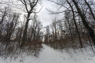 Kış orman Nagy-Szenas (Pilis) Mountain yakınındaki Nagykovacsi, Macaristan.