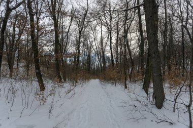 Kış orman Nagy-Szenas (Pilis) Mountain yakınındaki Nagykovacsi, Macaristan.