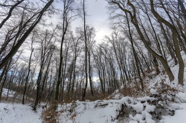 Kış orman Nagy-Szenas (Pilis) Mountain yakınındaki Nagykovacsi, Macaristan.