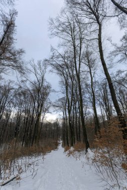 Kış orman Nagy-Szenas (Pilis) Mountain yakınındaki Nagykovacsi, Macaristan.