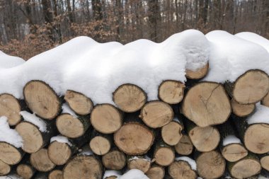 Nagykovacsi, Macaristan yakınındaki Nagy-Szenas (Pilis) Dağı'nda kış ormandaki woodlogs.