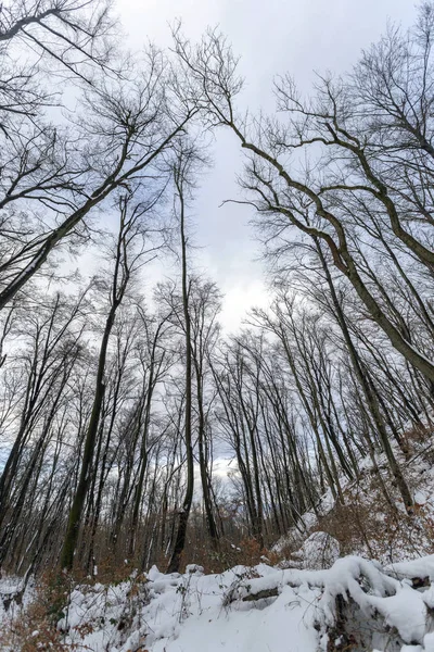 Bosque Invierno Montaña Nagy Szenas Pilis Cerca Nagykovacsi Hungría — Foto de Stock