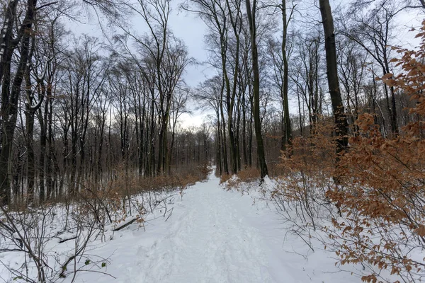 Floresta Inverno Montanha Nagy Szenas Pilis Perto Nagykovacsi Hungria — Fotografia de Stock