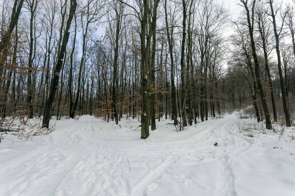 Zima Las Nagy Szenas Pilis Góry Pobliżu Nagykovacsi Węgry — Zdjęcie stockowe
