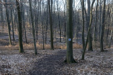 Borzsony Zebegeny, ormanda.