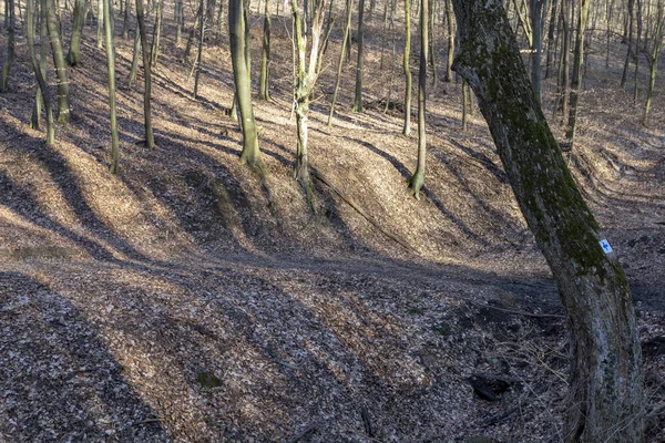 Skogen Borzsony Zebegeny — Stockfoto