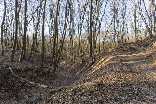 Skogen Borzsony Zebegeny — Stockfoto