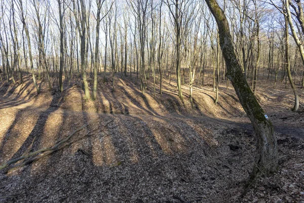 Skogen Borzsony Zebegeny — Stockfoto