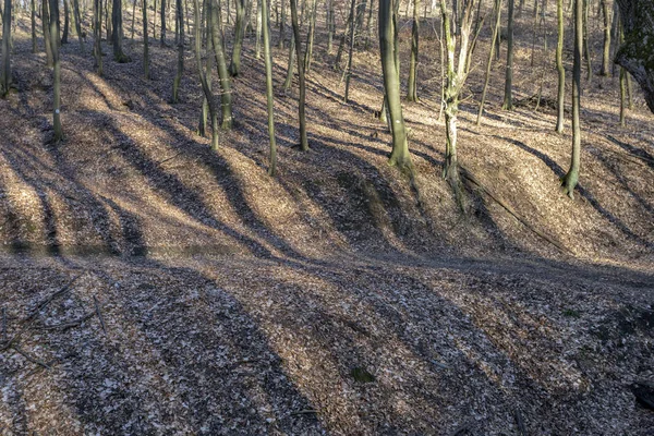 Skogen Borzsony Zebegeny — Stockfoto