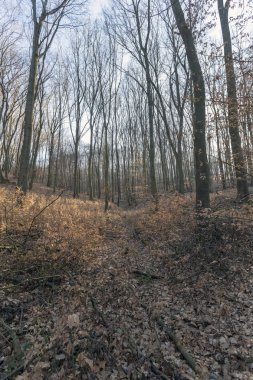 Borzsony Zebegeny, ormanda.