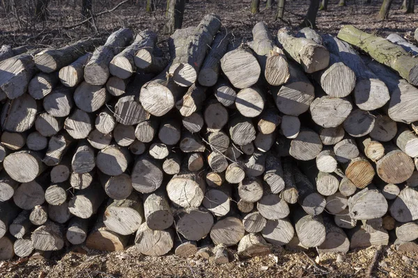 Wood logs in the forest.