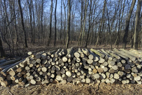 Wood logs in the forest.