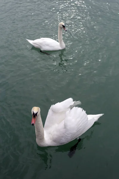 Cisnes no Balaton — Fotografia de Stock