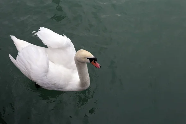 Cisnes no Balaton — Fotografia de Stock