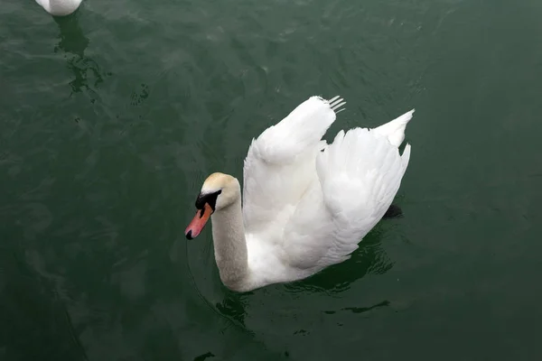 Cisnes no Balaton — Fotografia de Stock