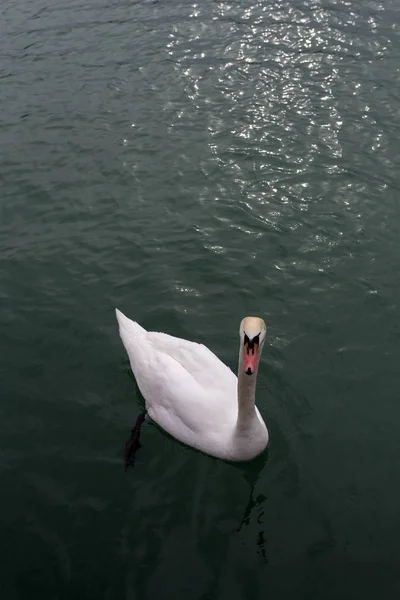 Cisnes no Balaton — Fotografia de Stock