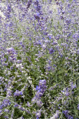 Macaristan kırsalında bir yerlerde lavanta tarlası.