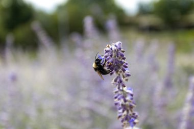 Macaristan kırsalında bir yerlerde lavanta tarlası.