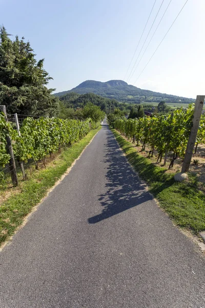 Utsikt över Badacsony Mountain från Gulacs, Ungern. — Stockfoto