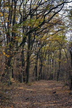 Macaristan, Pilis 'te sonbahar ormanı.