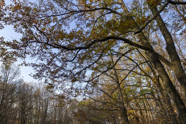 헝가리의 필리스에 있는 가을 숲. — 스톡 사진