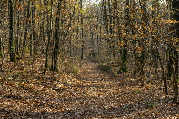 헝가리의 필리스에 있는 가을 숲. — 스톡 사진