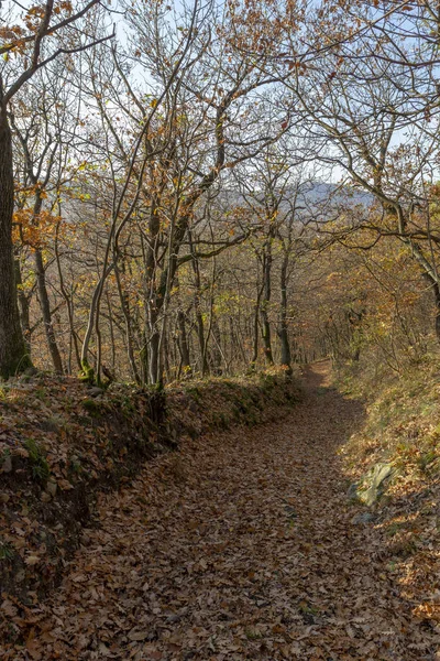 Höstskog i Pilis, Ungern. — Stockfoto