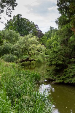 Bulutlu bir yaz gününde Vacratot (Macaristan) Botanik Bahçesinde küçük bir gölet.