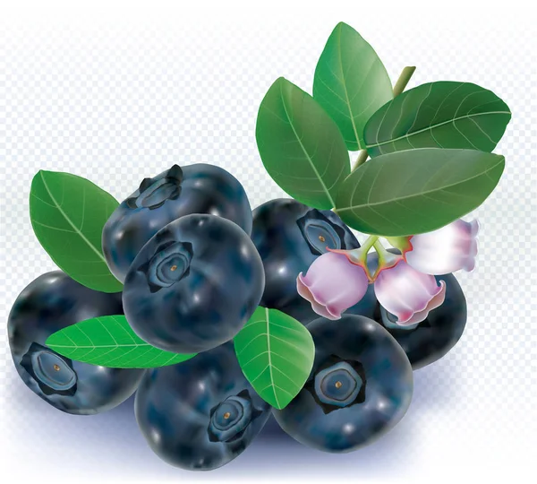 Blueberries group with leaves and flower on white. vector illustration