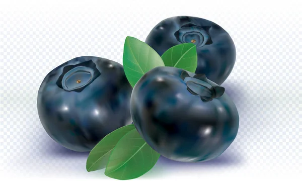三蓝莓和叶子在白色 矢量插图 — 图库矢量图片