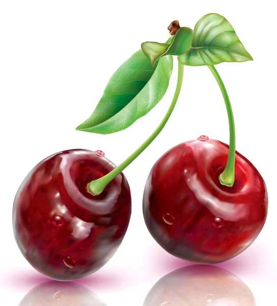 Due Cherry Sfondo Bianco Illustrazione Vettoriale — Vettoriale Stock