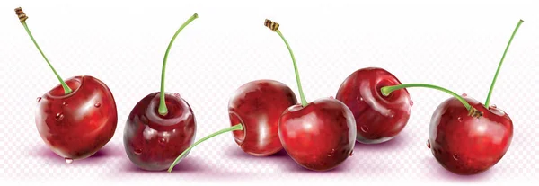 Cherries Placed Line Transparent Background Vector Illustration — Stock Vector