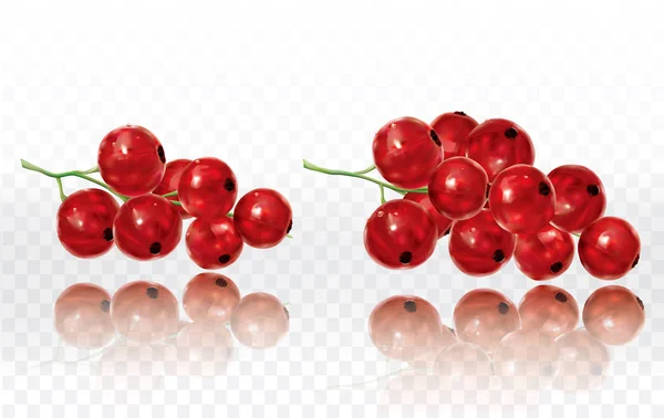 Himbeeren Auf Weißem Transparentem Hintergrund Vektorillustration — Stockvektor