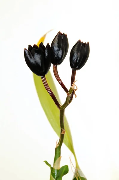 Tre Svarta Blommor Orchid Fredclarkeara Efter Mörka Black Pearl Vit — Stockfoto