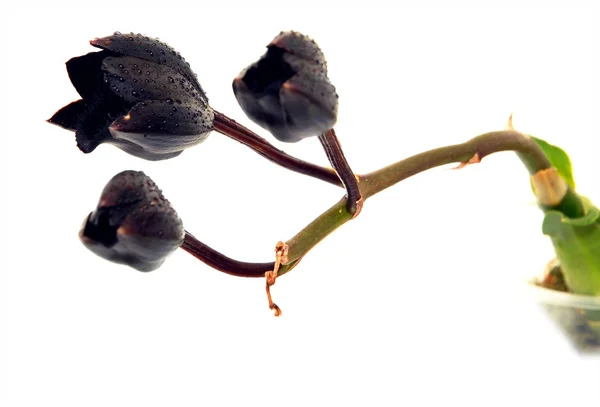 Svarta Blommor Orchid Fredclarkeara Efter Mörka Black Pearl Vit Bakgrund — Stockfoto