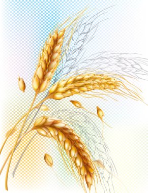 Üç buğday kulak ve tahıl mavi ve sarı şeffaf arka plan üzerinde. Vektör Kafes çizim