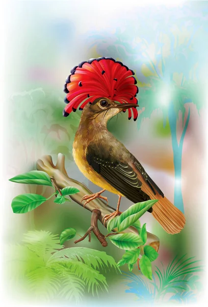 Königlicher Fliegenschnäpper auf tropischem Hintergrund — Stockvektor
