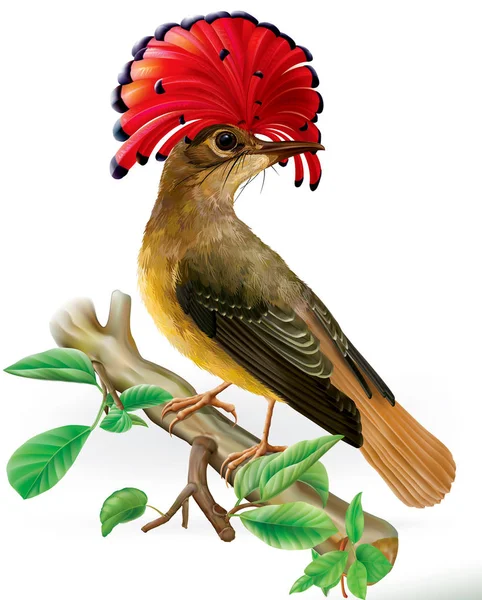 Moucherolle royal d'Amazonie onychorhynchus coronatus — Image vectorielle