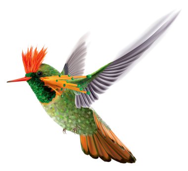 Brightly colored hummingbird tufted coquette Lophornis ornatus clipart