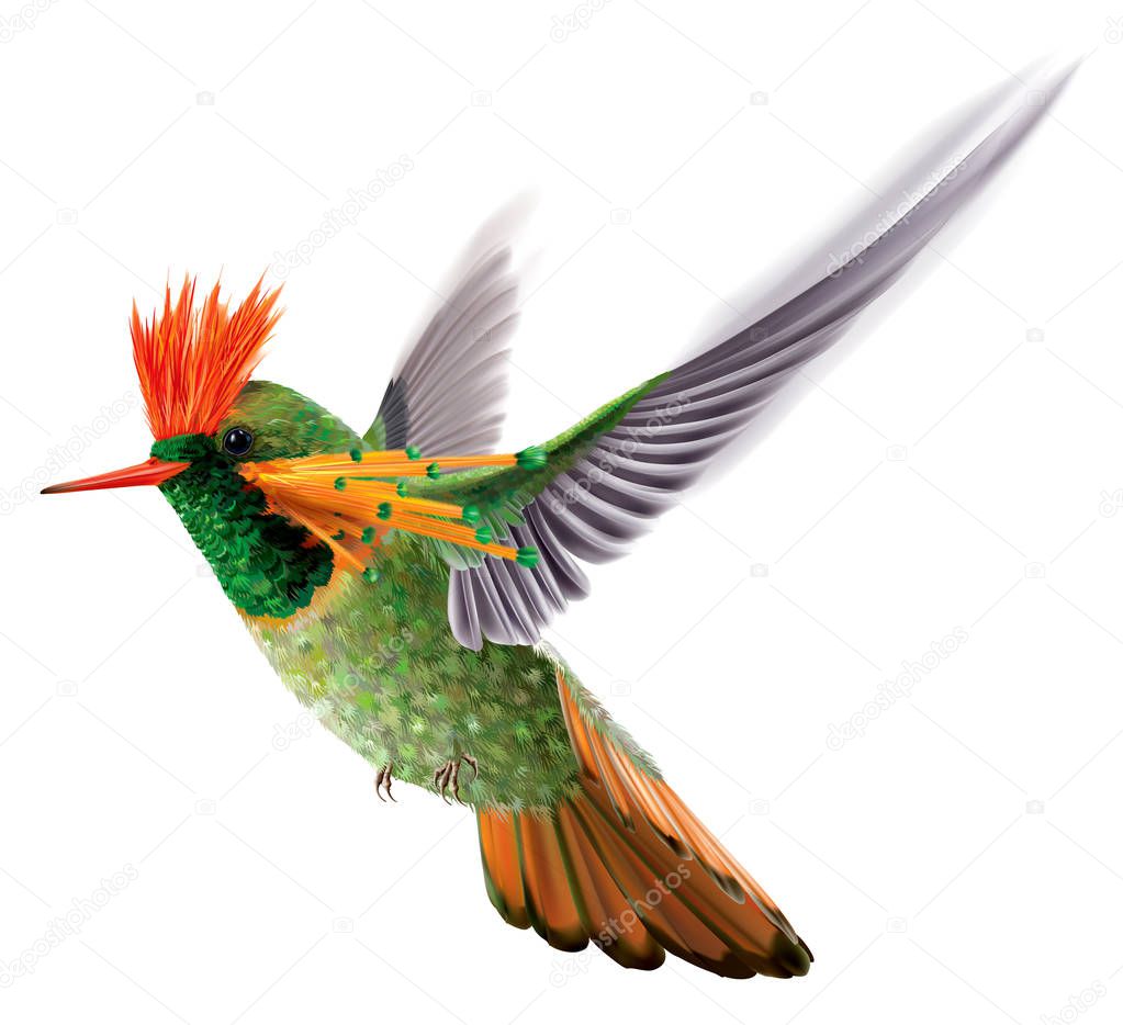 Brightly colored hummingbird tufted coquette Lophornis ornatus