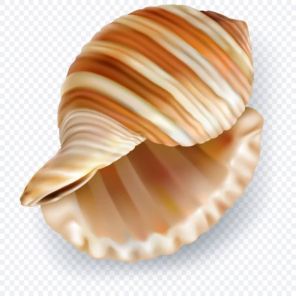 Exotic shell on a transparent background — Stock Vector