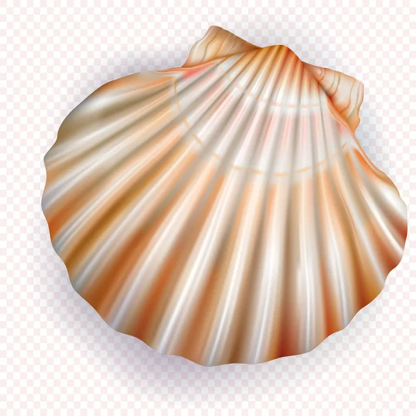 Scallop shell mollusk on a transparent background — Stock Vector