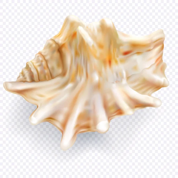 Seashell mollusk op een transparante achtergrond — Stockvector